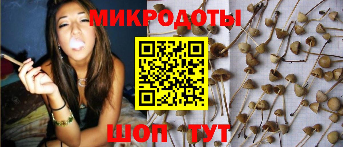 Псилоцибиновые грибы GOLDEN TEACHER  Псилоцибиновые грибы ЛСД  купить наркоту  Вход с VPN  Зерноград 
